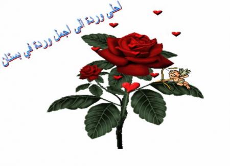 warda hnina ou zwina